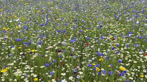Wild flower meadow with a mixture of Bee friendly flowers Video stock 280984134
