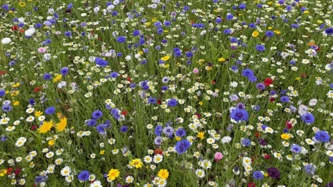 Wild flower meadow with a mixture of Bee friendly flowers Video stock 280984136