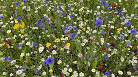 Wild flower meadow with a mixture of Bee friendly flowers Vídeo Stock 280984259