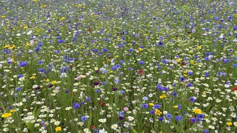 Wild flower meadow with a mixture of Bee friendly flowers Vídeo Stock 280984351