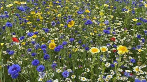 Wild flower meadow with a mixture of Bee friendly flowers Stock Footage 280989787