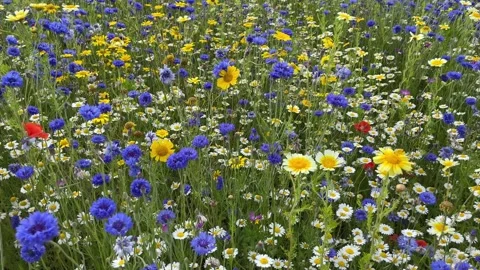 Wild flower meadow with a mixture of Bee friendly flowers Stock-Footage 280989790