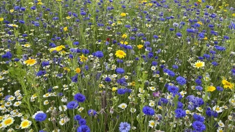 Wild flower meadow with a mixture of Bee friendly flowers Video stock 280989866