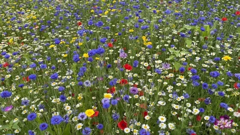 Wild flower meadow with a mixture of Bee friendly flowers Stock-Footage 280990221