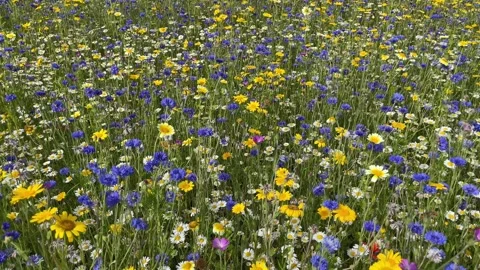 Wild flower meadow with a mixture of Bee friendly flowers Video stock 280990243