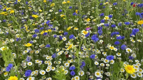 Wild flower meadow with a mixture of Bee friendly flowers Vídeo Stock 280990245