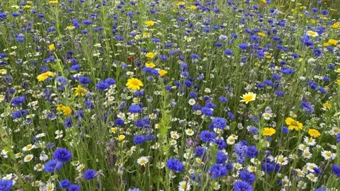 Wild flower meadow with a mixture of Bee friendly flowers Stock Footage 280990266
