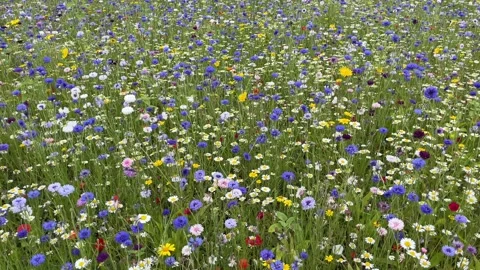 Wild flower meadow with a mixture of Bee friendly flowers Video stock 280991917