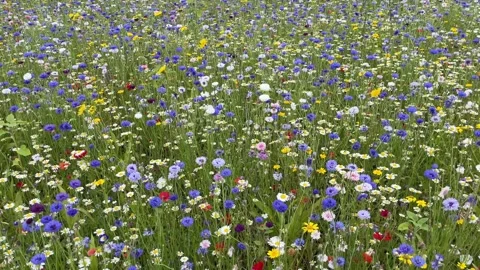 Wild flower meadow with a mixture of Bee friendly flowers 스톡 동영상 280991927