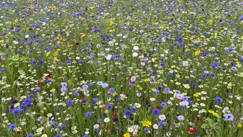 Wild flower meadow with a mixture of Bee friendly flowers Vídeo Stock 280991949