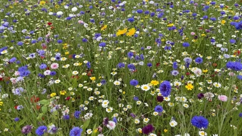 Wild flower meadow with a mixture of Bee friendly flowers Vídeo Stock 280992153