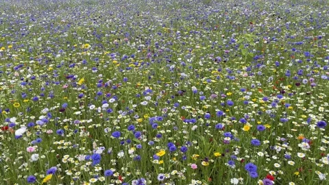Wild flower meadow with a mixture of Bee friendly flowers Stock Footage 280992196