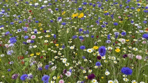 Wild flower meadow with a mixture of Bee friendly flowers Stock Footage 280992208