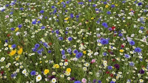 Wild flower meadow with a mixture of Bee friendly flowers Stock Footage 280992403