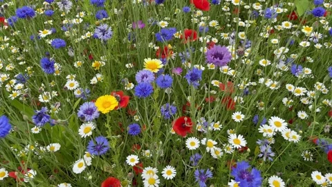 Wild flower meadow with a mixture of Bee friendly flowers Video stock 280992406