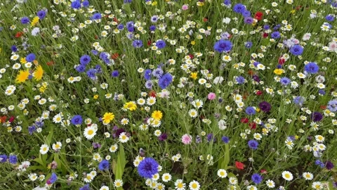 Wild flower meadow with a mixture of Bee friendly flowers Stock Footage 280992433