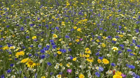 Wild flower meadow with a mixture of Bee friendly flowers Stock Footage 280992436