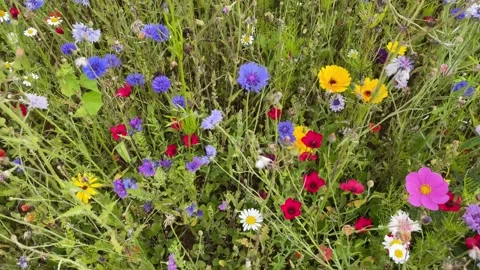 Wild flower meadow with a mixture of Bee friendly flowers Stock Footage 280995389