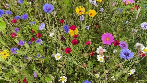 Wild flower meadow with a mixture of Bee friendly flowers Stock Footage 280995415