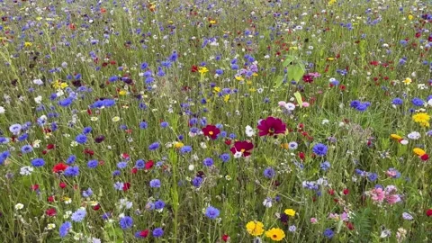 Wild flower meadow with a mixture of Bee friendly flowers Video stock 280995417