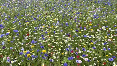 Wild flower meadow with a mixture of Bee friendly flowers Stock-Footage 281008946