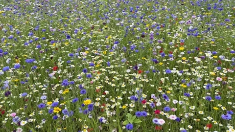 Wild flower meadow with a mixture of Bee friendly flowers Vídeo Stock 281009078