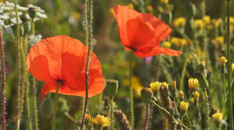 Wild flower meadow in the Old Deer Park, Richmond, Surrey, UK Stock Footage 39712404