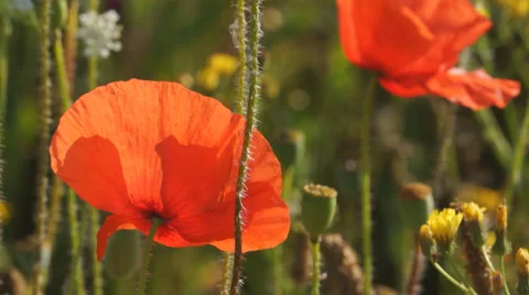 Wild flower meadow in the Old Deer Park, Richmond, Surrey, UK Stock Footage 39712464