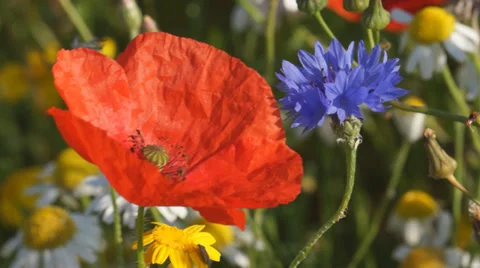 Wild flower meadow in the Old Deer Park, Richmond, Surrey, UK 스톡 동영상 39712468