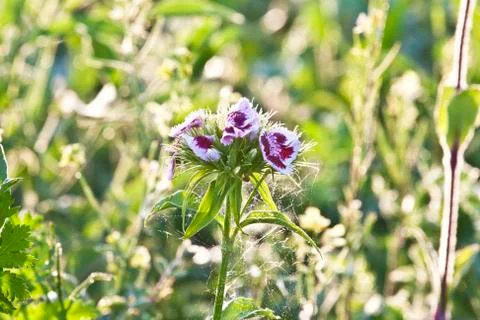 Wild flower in meadow Stock Photos