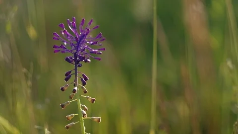 Wild flower on the meadow. Shallow depth of field. 4K resolution Stock Footage 112264104