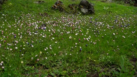 Wild flower meadow in Sicily spring in the Etna Park Vídeos de archivo 151901066