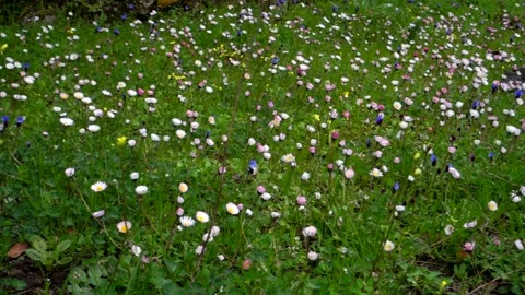 Wild flower meadow in Sicily spring in the Etna Park Stock-Footage 151903239