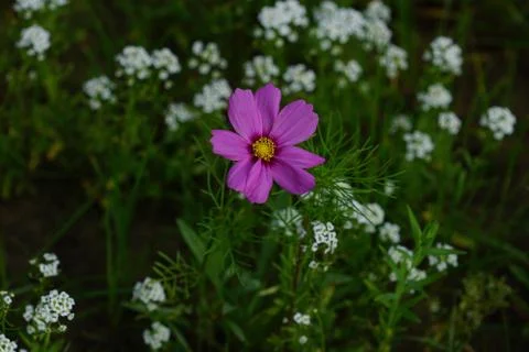 Wild Flower Meadows Stock Photos