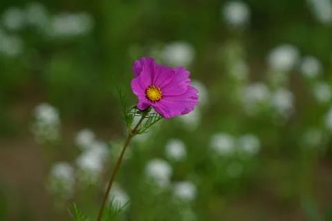 Wild Flower Meadows Stock Photos