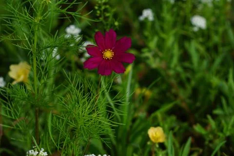 Wild Flower Meadows Stock Photos