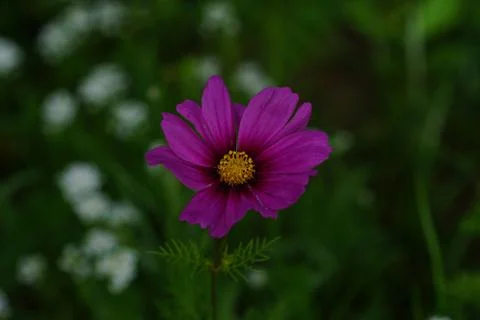Wild Flower Meadows Stock Photos