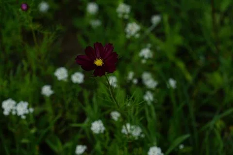 Wild Flower Meadows Stock Photos