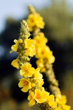 Wild flower mullein Stock Photos
