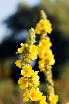 Wild flower mullein Stock Photos