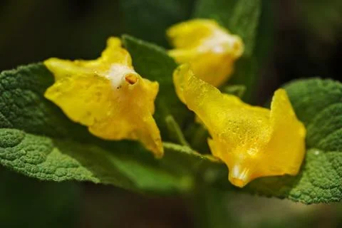 Wild flower mullein Free Stock Photos