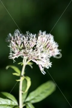 Wild flower on nature background fifty megapixels high quality Eupatorium can Stock Photos