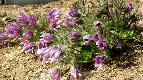 Wild flower pasqueflower Stock Footage 145972227