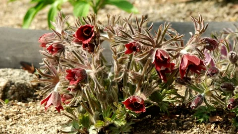 Wild flower pasqueflower Vidéo 145972260