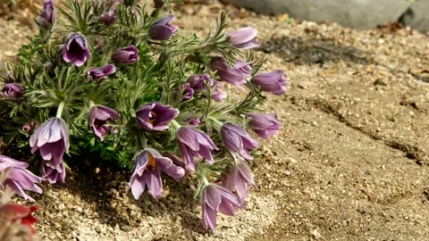 Wild flower pasqueflower Stock Footage 145972332