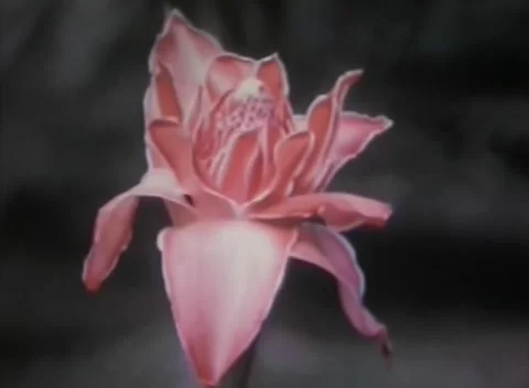 Wild flower in the Peruvian rainforest in 1973 Stock-Footage 231803149
