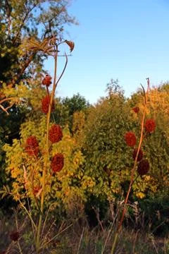 Wild flower 스톡 사진