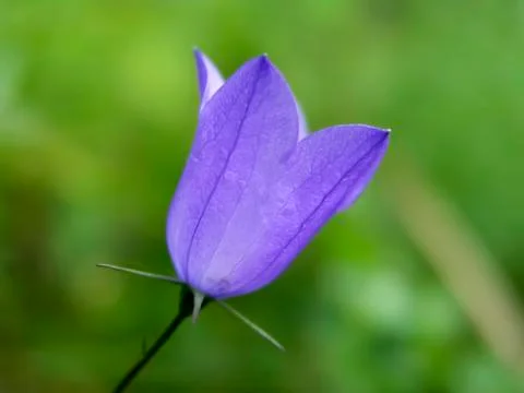 Wild flower Foto stock
