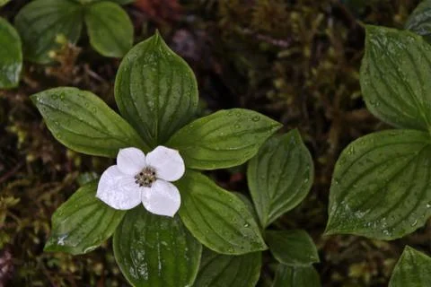 Wild Flower Stock Photos