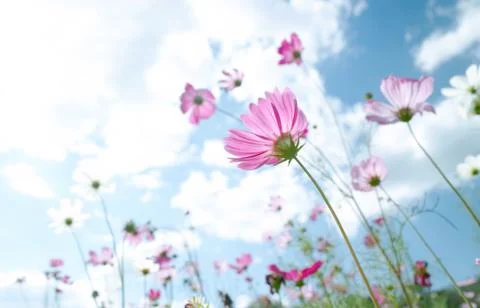 Wild flower Stock Photos